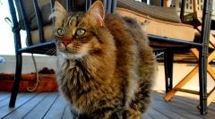 Pixie-bob (photo): nekoliko mačja elf